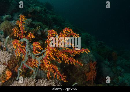 Kirschblütenkorallen, Siphonogorgia godeffroyi, Nidaliidae, Anilao, Philippinen, Asien Stockfoto