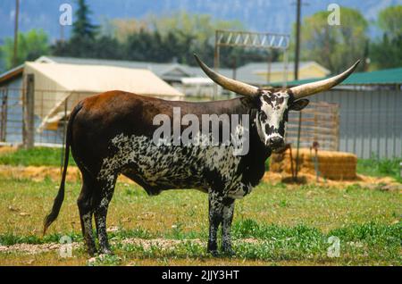 Longhorn Steer, auf einer Weide in der Nähe der Interstate 5 in Oregon Stockfoto