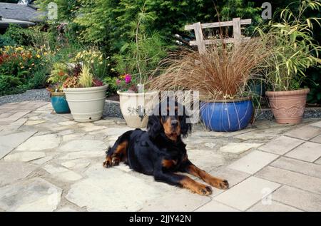 Gordon Setter liegt auf der Terrasse in der Nähe des Blumentopfes Stockfoto