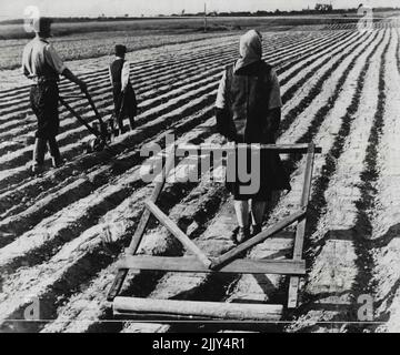 Überall in Polen sieht man Männer, Frauen und Kinder, die menschliche Tiere aus sich selbst machen, um die Ernte in den Boden zu bekommen. Sie Pflanzen Zuckerrüben. 09. Juli 1946. Stockfoto
