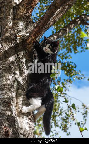 Schwarz-weiße Katze hoch oben in einer Birke. Stockfoto