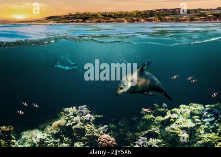 Sommer Schnorcheln mit kalifornischem Seelöwen unter den Korallen im paradiesischen Urlaub. Stockfoto