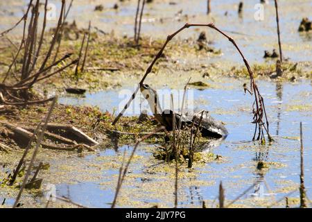 Blanding's Turtles, gefährdete Arten im Sumpf in der Nähe von Point Pelee, Ontario Stockfoto