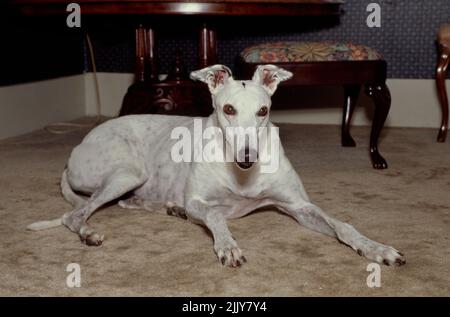 Greyhound liegt auf dem Teppich im Inneren Stockfoto