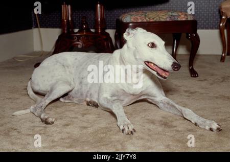 Greyhound liegt auf dem Teppich im Inneren Stockfoto