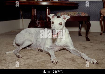 Greyhound liegt auf dem Teppich im Inneren Stockfoto