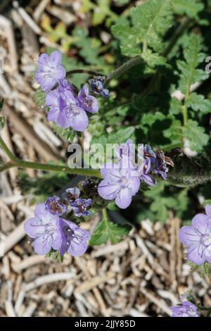 Die violette Blüte bestimmt die Helicoidzyme-Blütenstände der Phacelia distans, Boraginaceae, die jährlich in der Wüste Anza Borrego im Frühling beheimatet sind. Stockfoto