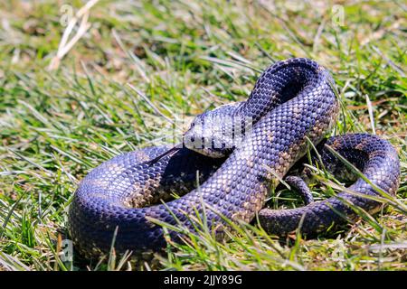 Eastern Hognose Snake mit abgeflachten Nacken auf sandigen Boden mit Gras Stockfoto