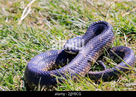 Eastern Hognose Snake mit abgeflachten Nacken auf sandigen Boden mit Gras Stockfoto