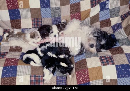 Mutter Havanese stillende Welpen Stockfoto