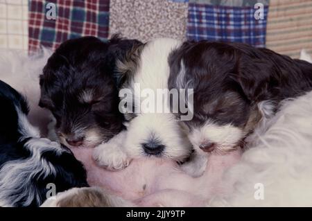 Havanese Welpen stillen Stockfoto