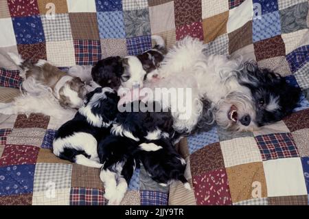 Mutter Havanese stillende Welpen Stockfoto