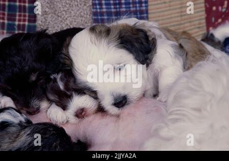 Havanese Welpen stillen Stockfoto