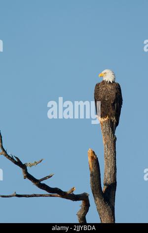 Weißkopfseeadler (Haliaeetus leucocephalus), der auf einem toten Baumstamm thront Stockfoto