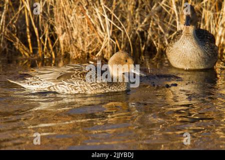 Nördliche Pintail ( Anas acuta), weiblich, schwimmend vor Schilf Stockfoto