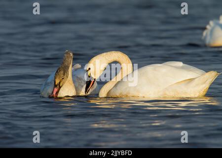 Tundra Swans (Cygnus columbianus) Erwachsene und unreife, Fütterung Stockfoto