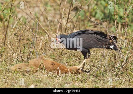Great Black Hawk (Buteogallus urubitinga), die an einem Capybara (Hydrochoerus hydrochaeris) ernährt Stockfoto