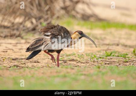 Buff-necked Ibis (Theristicus Caudatus) Stockfoto