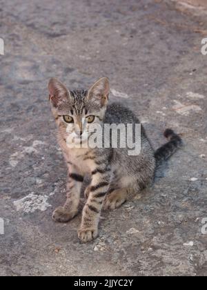 Niedliches kleines Kätzchen grau/schwarz fotografiert in Ercolano, Kampanien, Italien Stockfoto