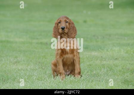 Irischer Setter Welpe im Gras Stockfoto