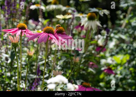 Atemberaubender Garten im Chateau de Chaumont im Loire-Tal, Frankreich, mit einer Vielzahl von rosa Blumen in den Grenzen. Fotografiert während der Luftröhre Stockfoto