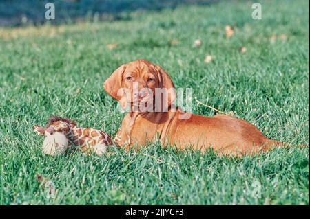 Vizsla Welpe liegt draußen im Gras mit Stofftier Spielzeug Stockfoto