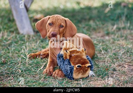 Vizsla Welpe legt sich im Gras draußen mit Stofftier Spielzeug Stockfoto