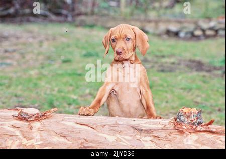 Vizls Welpe sitzt draußen auf dem Baumstamm Stockfoto