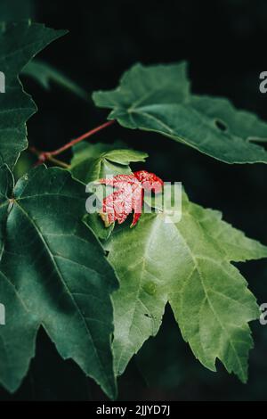Eine vertikale Aufnahme eines roten Blattes auf grünen Blättern Stockfoto