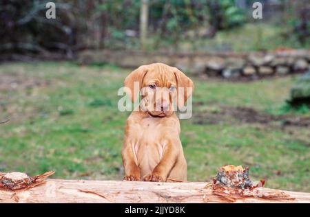 Vizls Welpe sitzt draußen auf dem Baumstamm Stockfoto