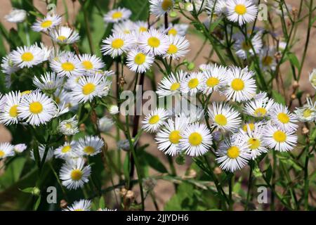 Einjähriges Berufkraut (Erigeron annuus), auch Weißes Berufkraut, Feinstrahl Stockfoto