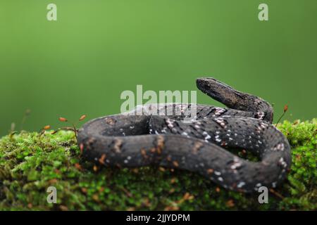 Eine Mock Viper (Psammodynastes pulverulenta), die sich auf moosige Baumwurzel aufwickelte. Stockfoto