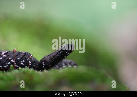 Eine Mock Viper (Psammodynastes pulverulenta), die sich auf moosige Baumwurzel aufwickelte. Stockfoto