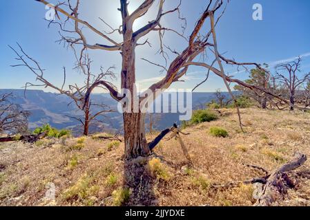 Tote Bäume in einem Wald östlich von Shoshone Point, der vor vielen Jahren durch einen Waldbrand am Grand Canyon Arizona verbrannt wurde. Stockfoto