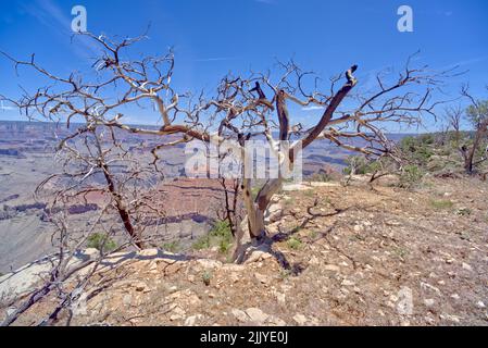 Ein verbrannter und verdrehter toter Baum am Rand einer Klippe östlich von Yaki Point am Grand Canyon Arizona. Stockfoto