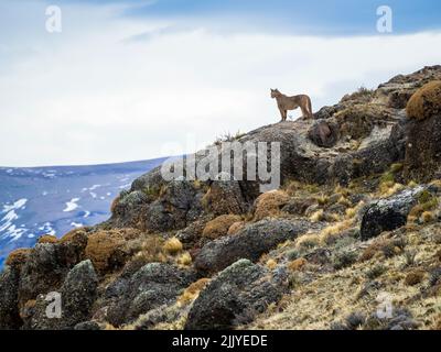 Auf der Suche nach Puma (Puma concolor), Nationalpark Torres del Paine, Patagonien, Chile Stockfoto
