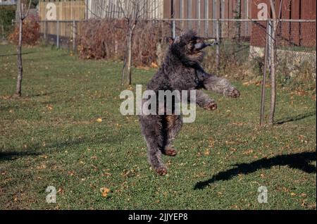 Bouvier springt in die Luft, um Spielzeug im Garten zu fangen Stockfoto