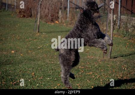 Bouvier springt in die Luft, um Spielzeug im Garten zu fangen Stockfoto