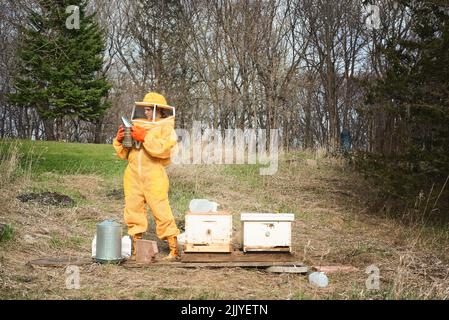 Mädchen im Imkeranzug, das neben zwei Bienenstöcken mit einem Schmoder steht. Stockfoto