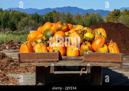 Eine Ladung von gerade gepflückten Kürbissen, die an einem sonnigen Oktobertag auf einer lokalen Farm im westlichen Bundesstaat Washington, USA, geerntet wurden. Stockfoto