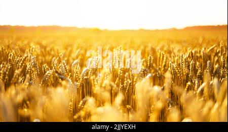 Reife Weizenspikelets auf goldenem Feld, die durch das orangefarbene Abendlicht leuchten. Industrie- und Naturhintergrund. Ukraine, Europa Stockfoto