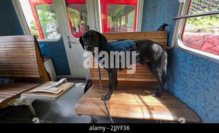 Hund beim Aufsteigen des berühmten Montenvers-Zuges im Tal von Chamonix. Stockfoto