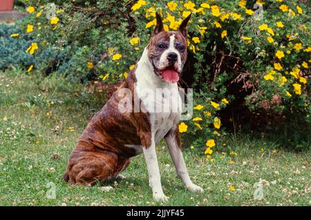 Briard sitzt im Gras vor gelben Blumen Stockfoto