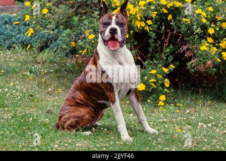 Briard sitzt im Gras vor gelben Blumen Stockfoto