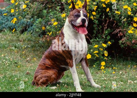 Briard sitzt im Gras vor gelben Blumen Stockfoto