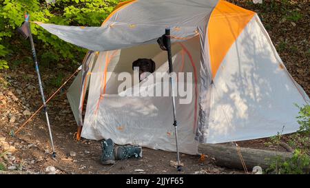 Ein glücklicher schwarzer labrador Hund, der in einem Zelt sitzt Stockfoto