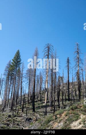 Panoramablick auf einen verbrannten Teil des Waldes entlang des Highway 120 in Richtung Yosemite National Park, Kalifornien, USA. Stockfoto