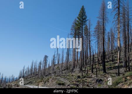 Panoramablick auf einen verbrannten Teil des Waldes entlang des Highway 120 in Richtung Yosemite National Park, Kalifornien, USA. Stockfoto