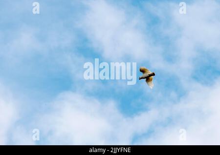 Eine kleine Corella (Cacatua sanguinea) im Flug in Sydney, NSW, Australien (Foto: Tara Chand Malhotra) Stockfoto