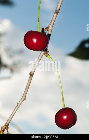 Kirschen auf einem Baumzweig, selektiver Fokus. Frische reife Beeren. Stockfoto